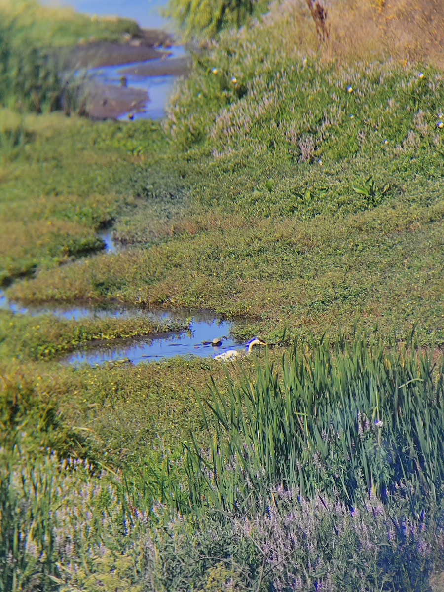 volavka bílá - ML647428351