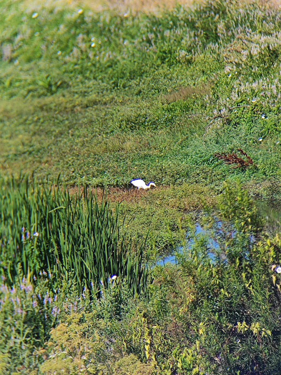 volavka bílá - ML647428352