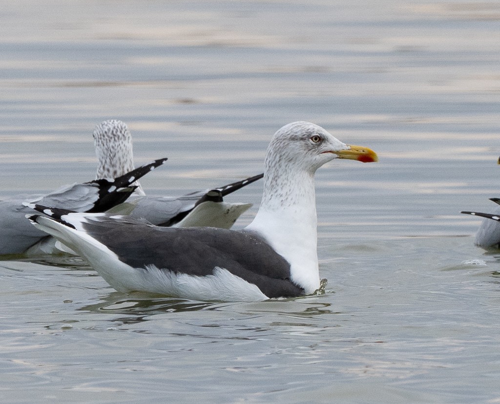 Lesser Black-backed Gull - ML647428356