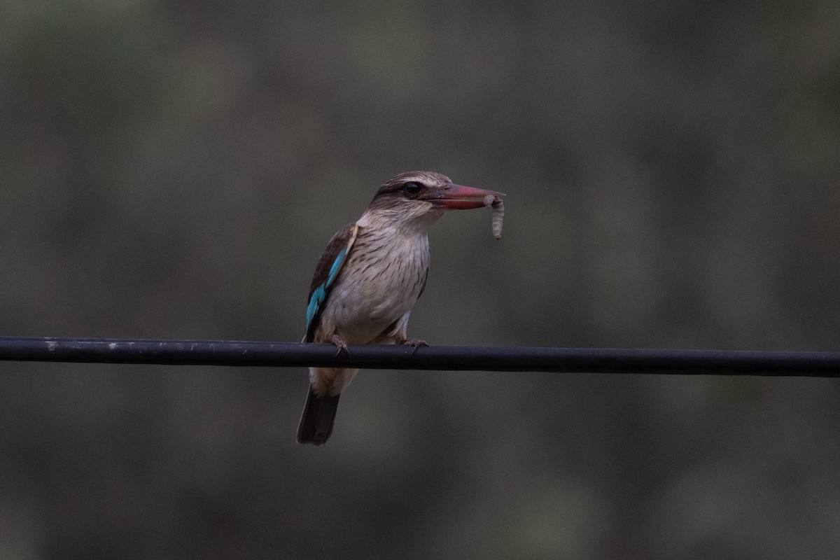 Brown-hooded Kingfisher - ML647428377
