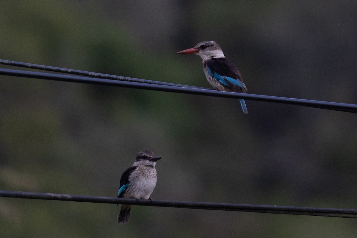 Brown-hooded Kingfisher - ML647428378