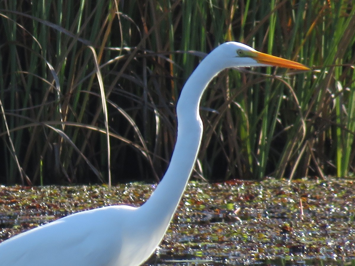 volavka bílá - ML647428387