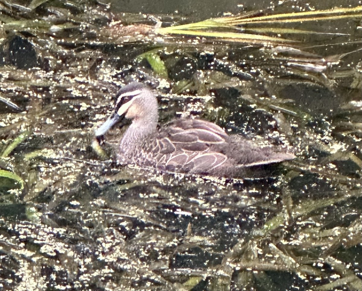 Pacific Black Duck - ML647428388