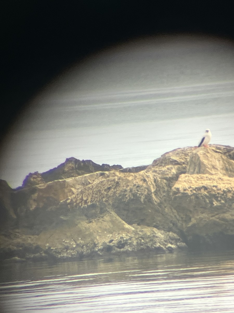 סולה אדומת-רגל - ML647428389