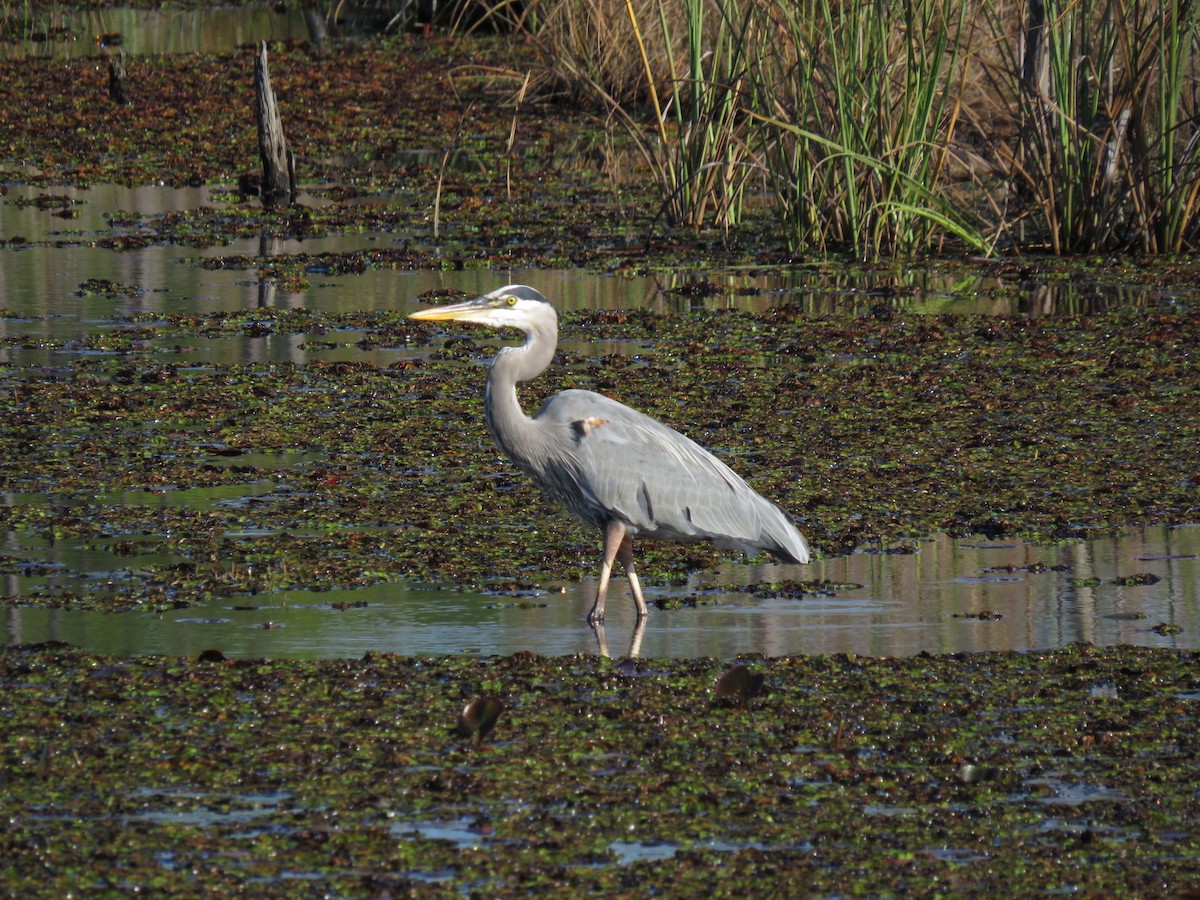 Great Blue Heron - ML647428403
