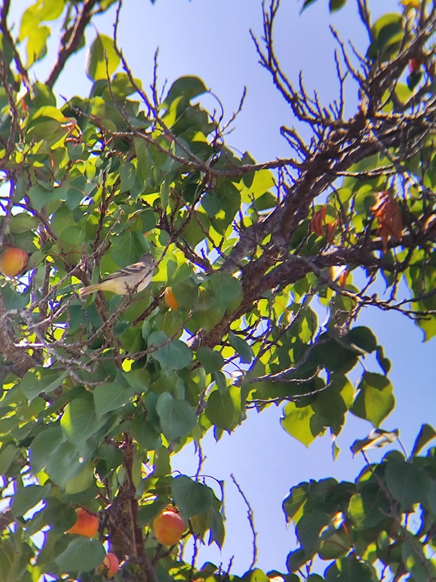White-crested Elaenia - ML647428404