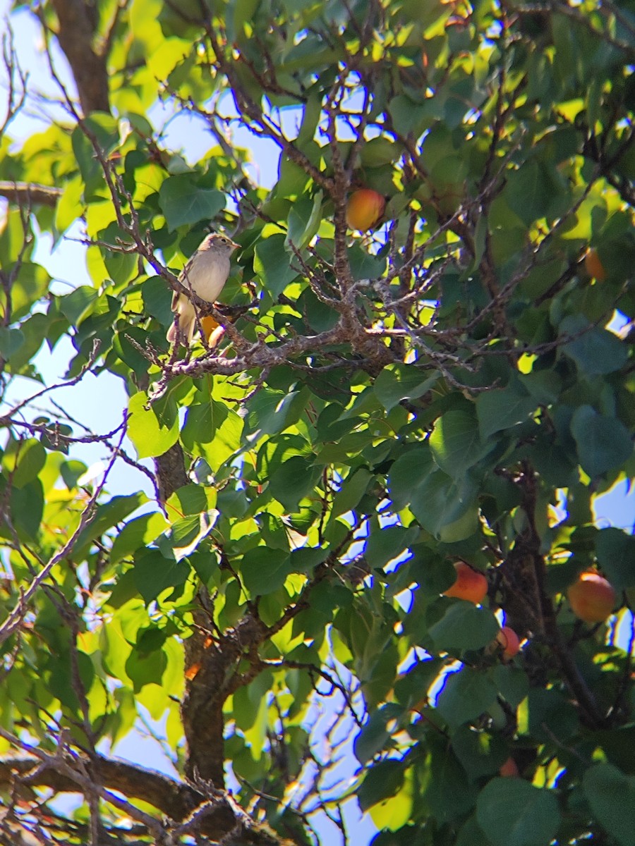 White-crested Elaenia - ML647428405