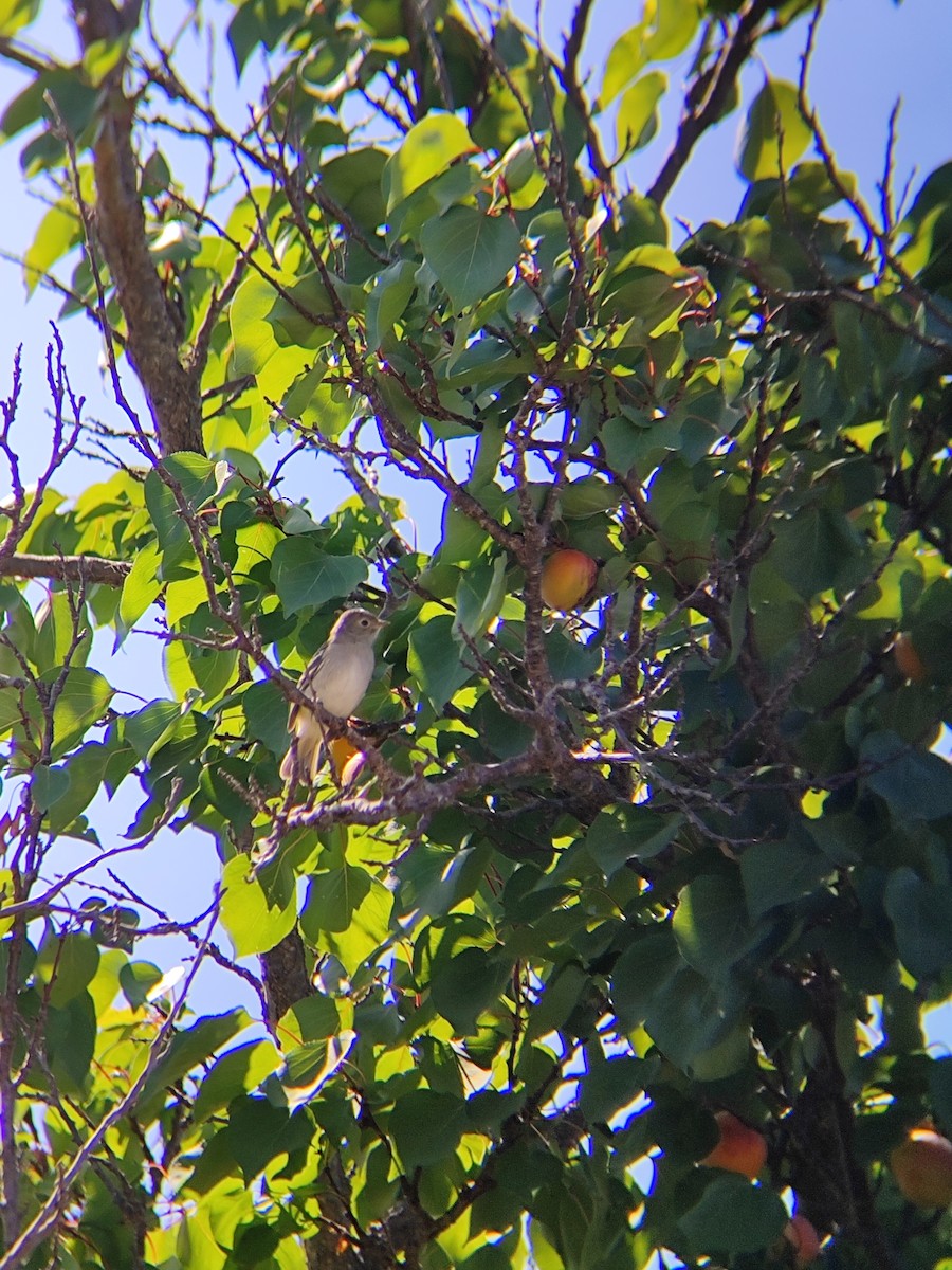 White-crested Elaenia - ML647428406