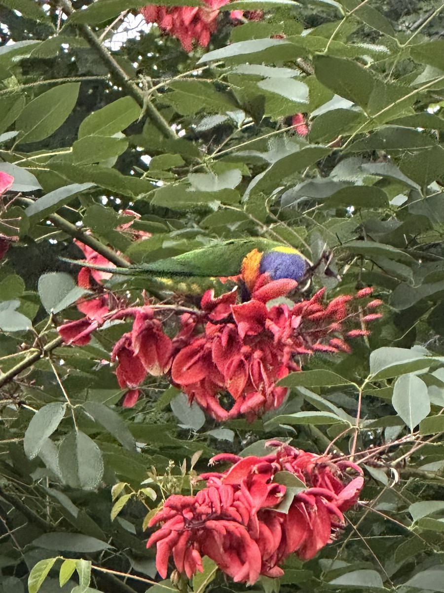 Rainbow Lorikeet - ML647428421