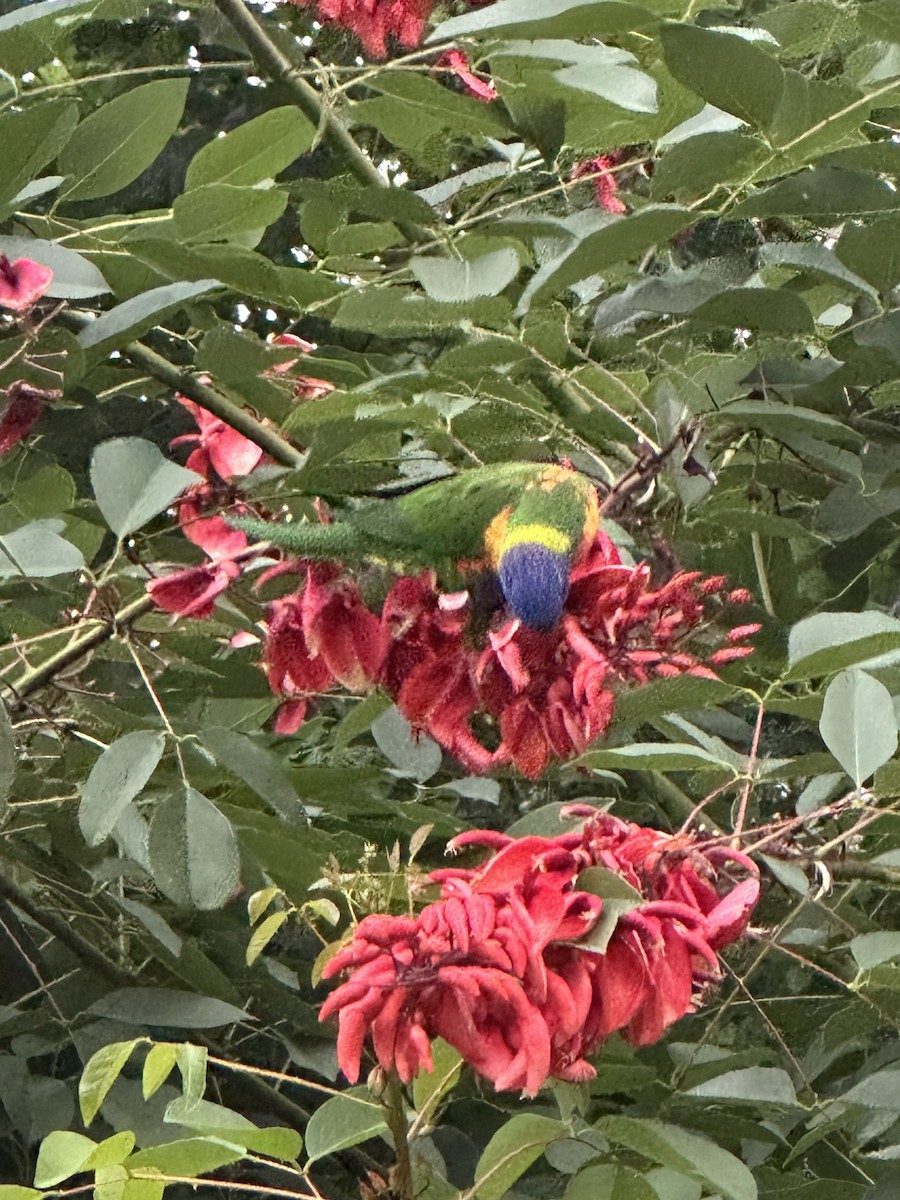 Rainbow Lorikeet - ML647428422