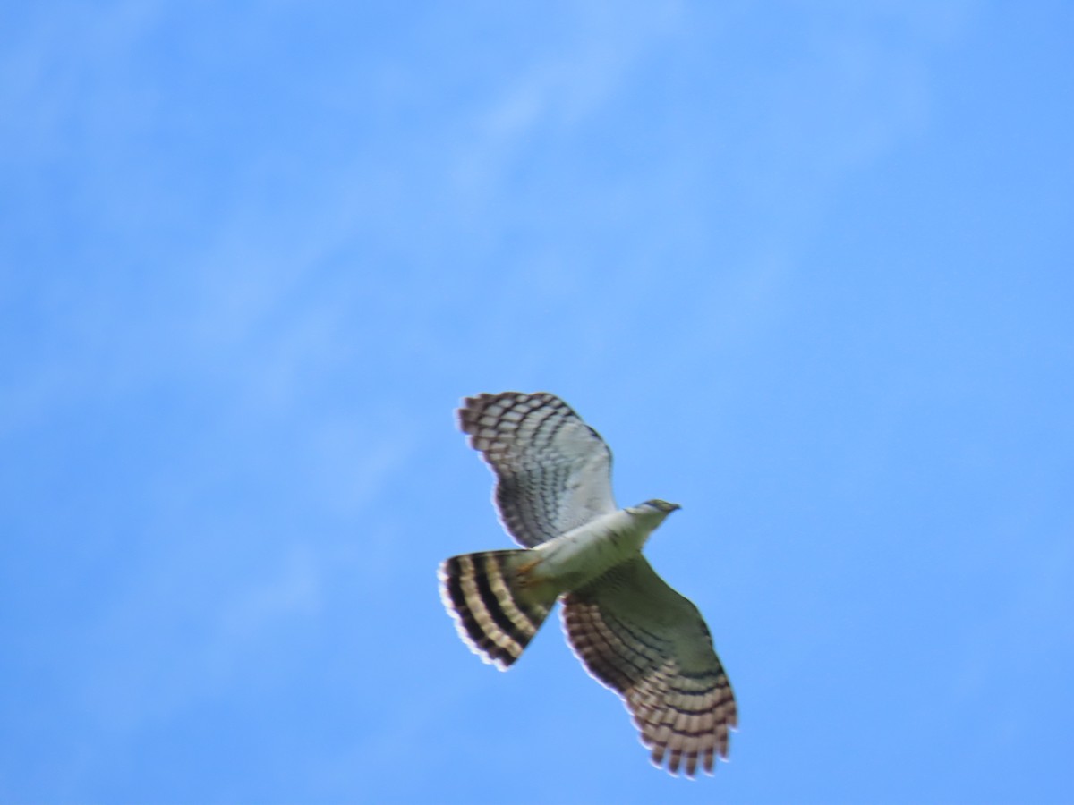 Hook-billed Kite - ML647428443
