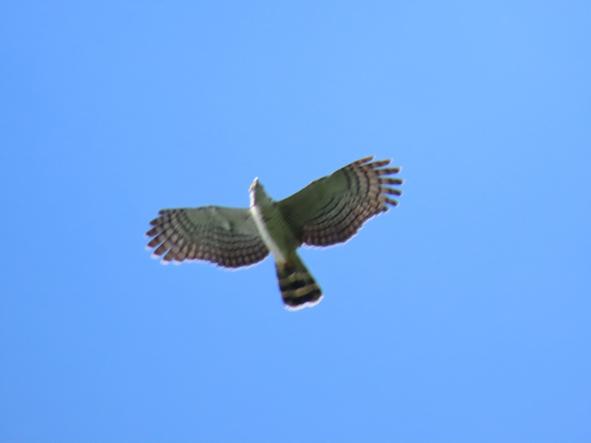 Hook-billed Kite - ML647428444