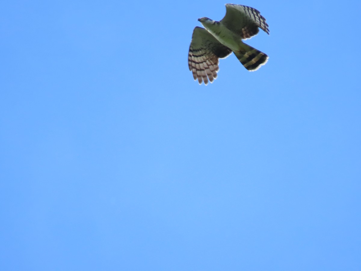 Hook-billed Kite - ML647428445