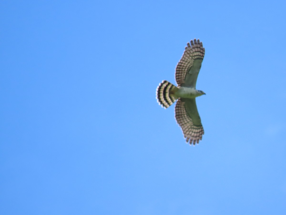 Hook-billed Kite - ML647428448