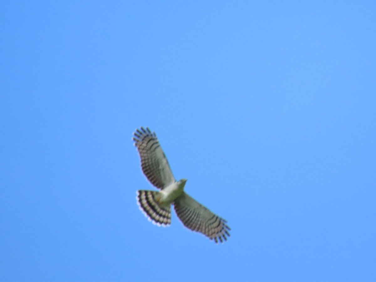 Hook-billed Kite - ML647428449