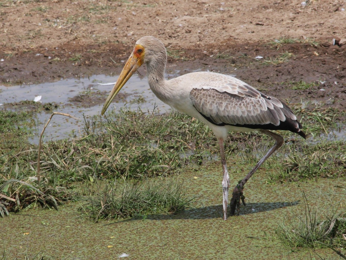 Yellow-billed Stork - ML647428480