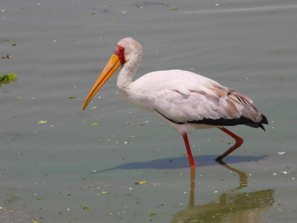 Yellow-billed Stork - ML647428481