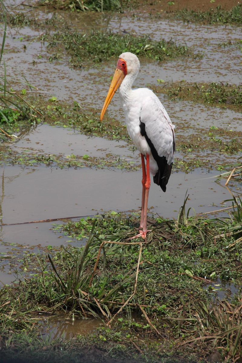 Yellow-billed Stork - ML647428482