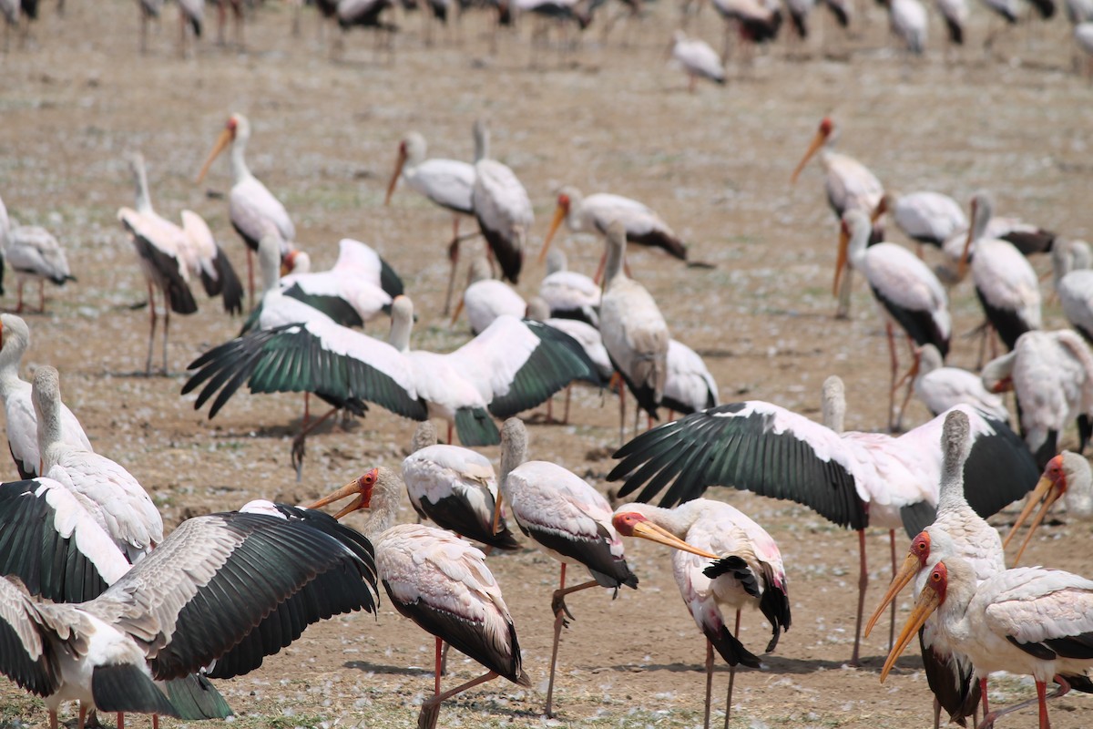 Yellow-billed Stork - ML647428483