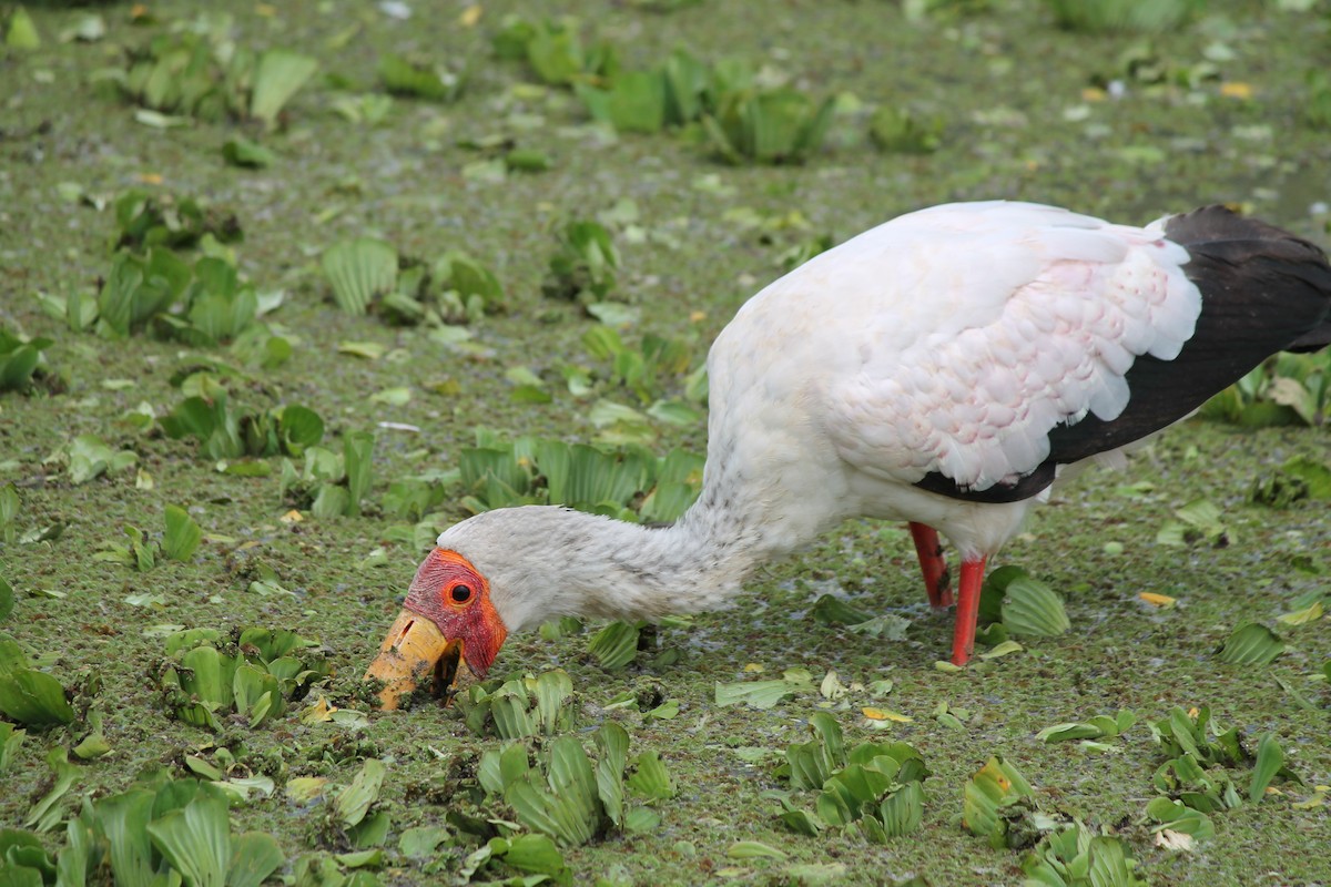 Yellow-billed Stork - ML647428484