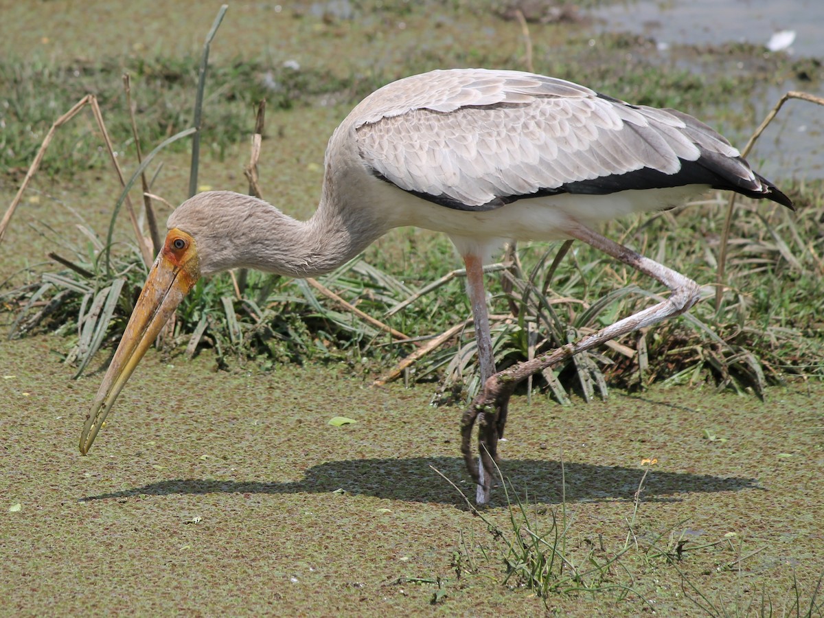 Yellow-billed Stork - ML647428485