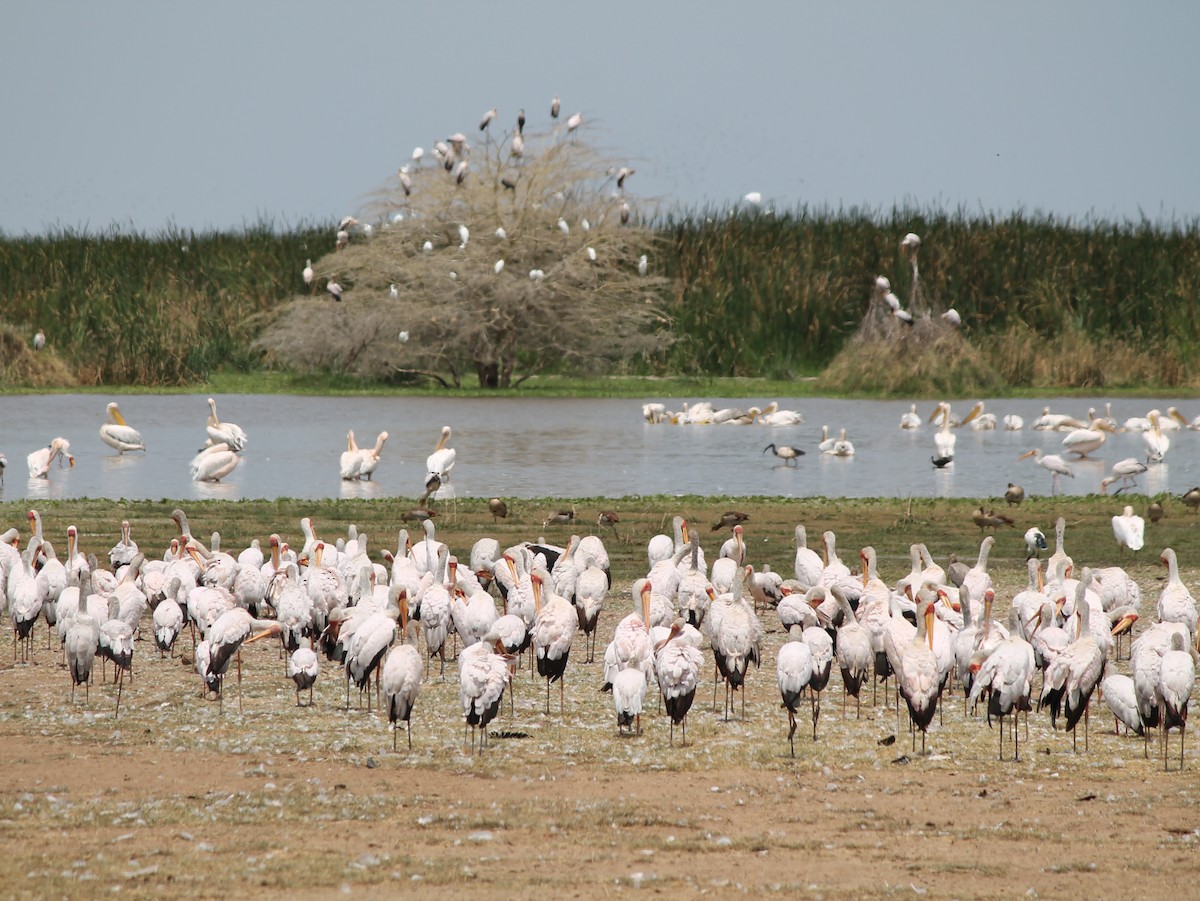 Yellow-billed Stork - ML647428486