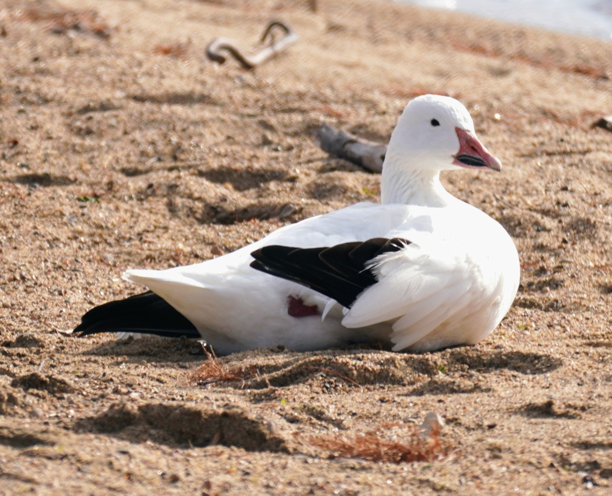 husa sněžní - ML647428534