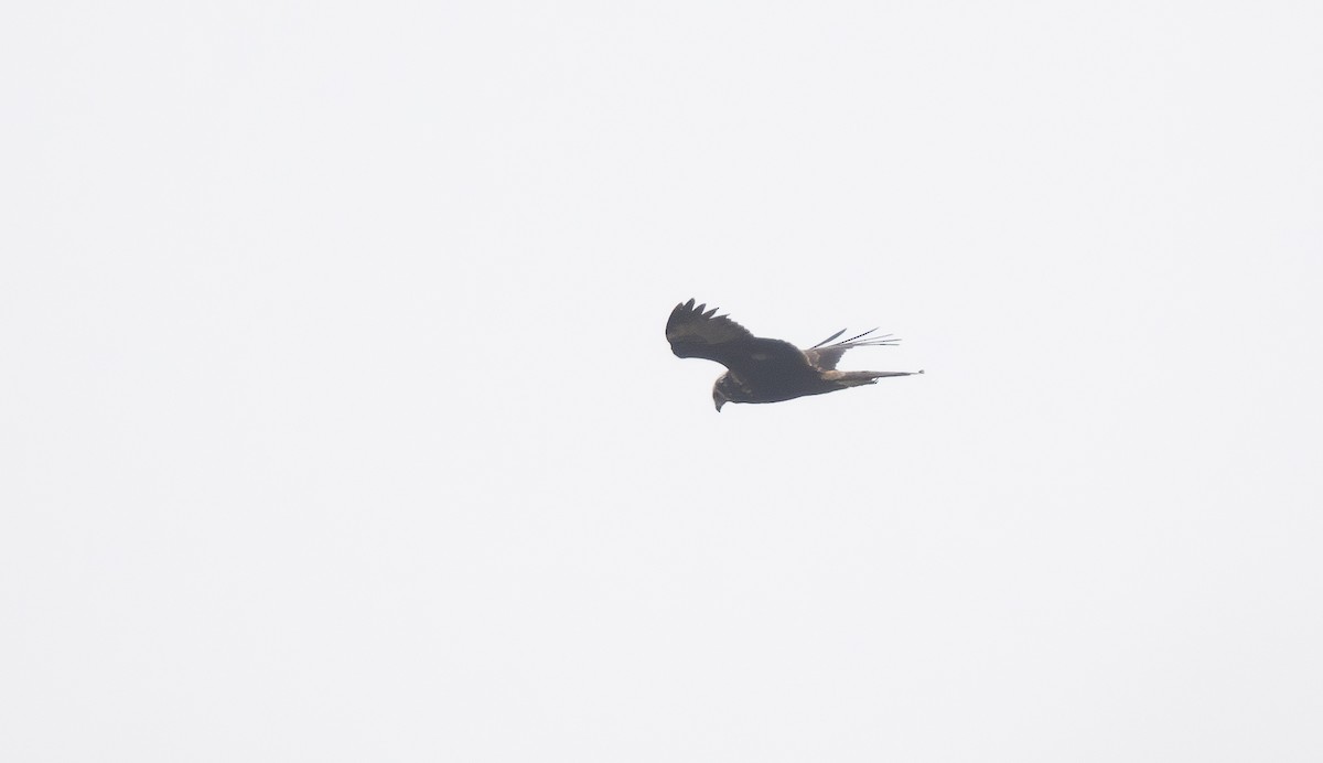 Eastern Marsh Harrier - ML647428557