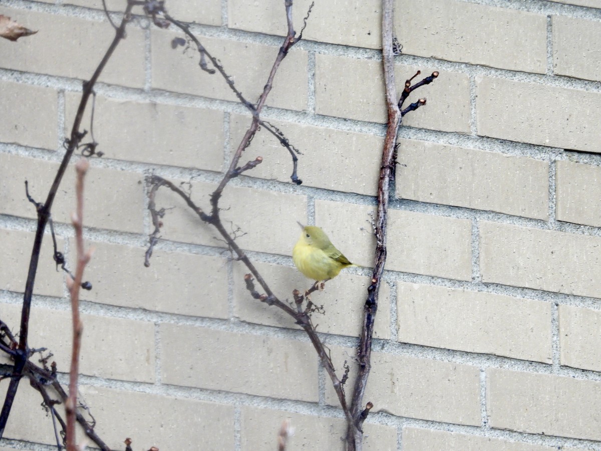 Sarı Ötleğen - ML647428558