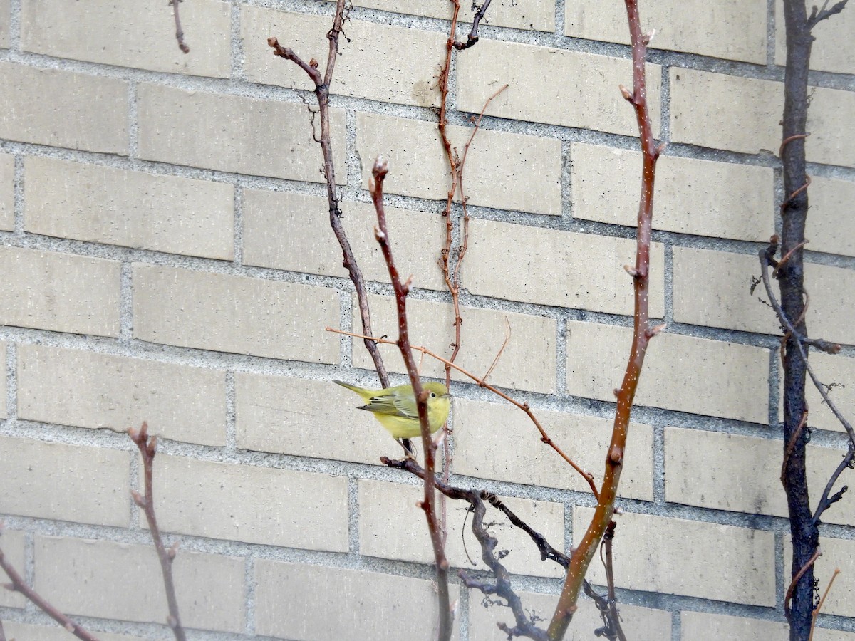 Sarı Ötleğen - ML647428559