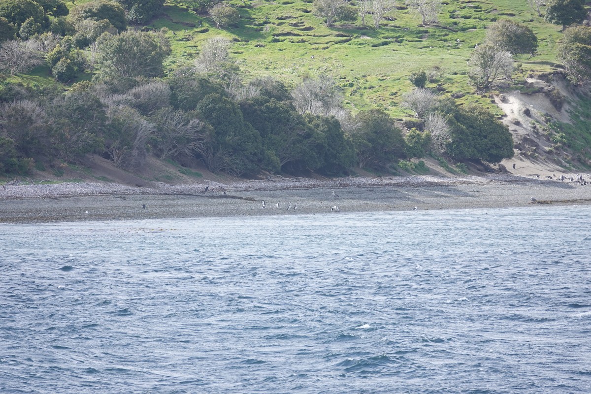 Magellanpinguin - ML647428573