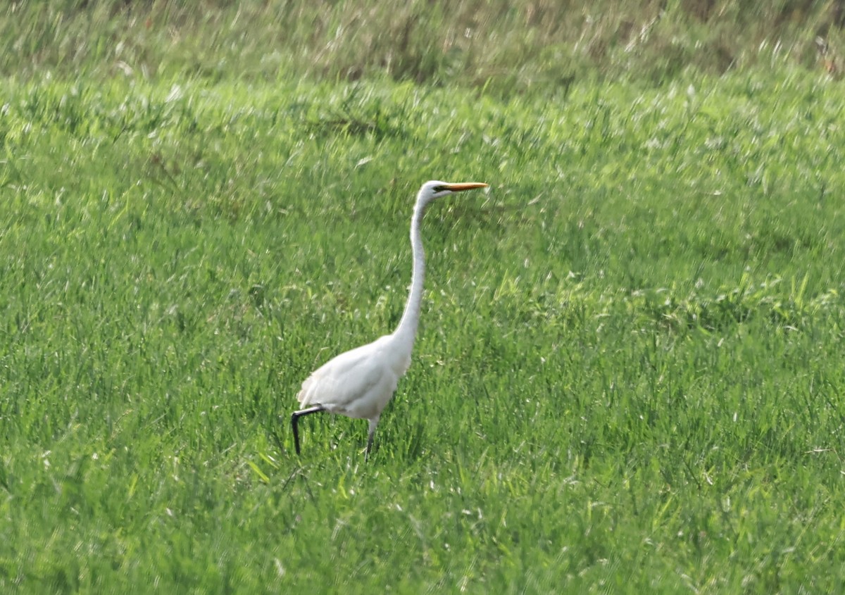 volavka bílá - ML647428579