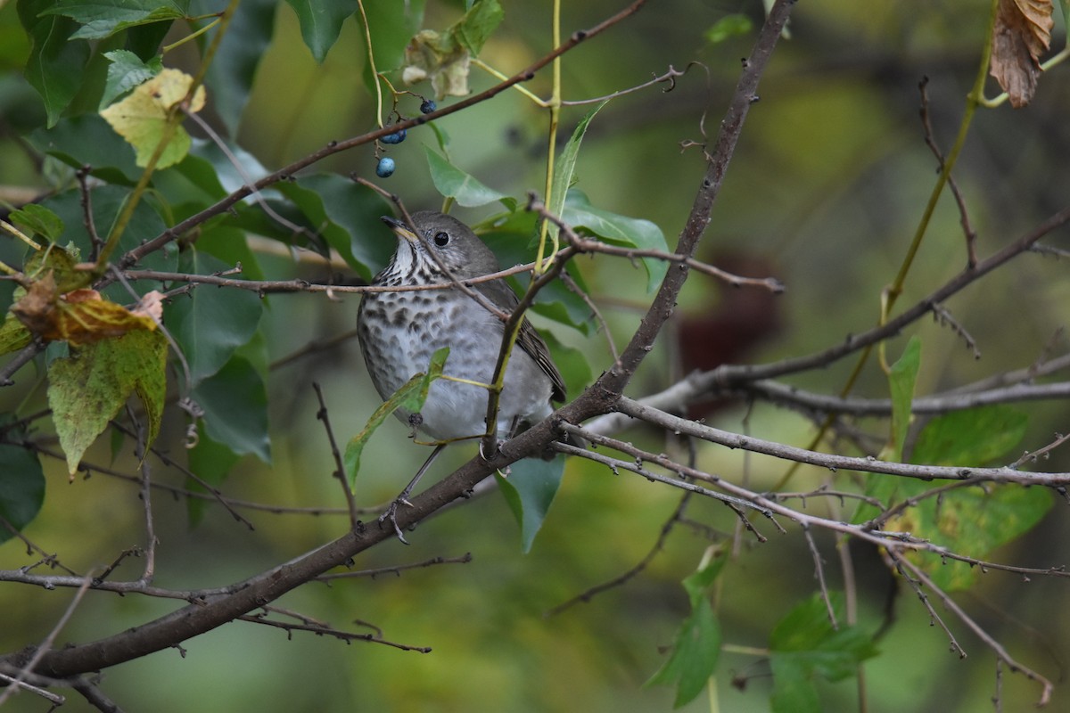 Catharus sp. - ML647428623