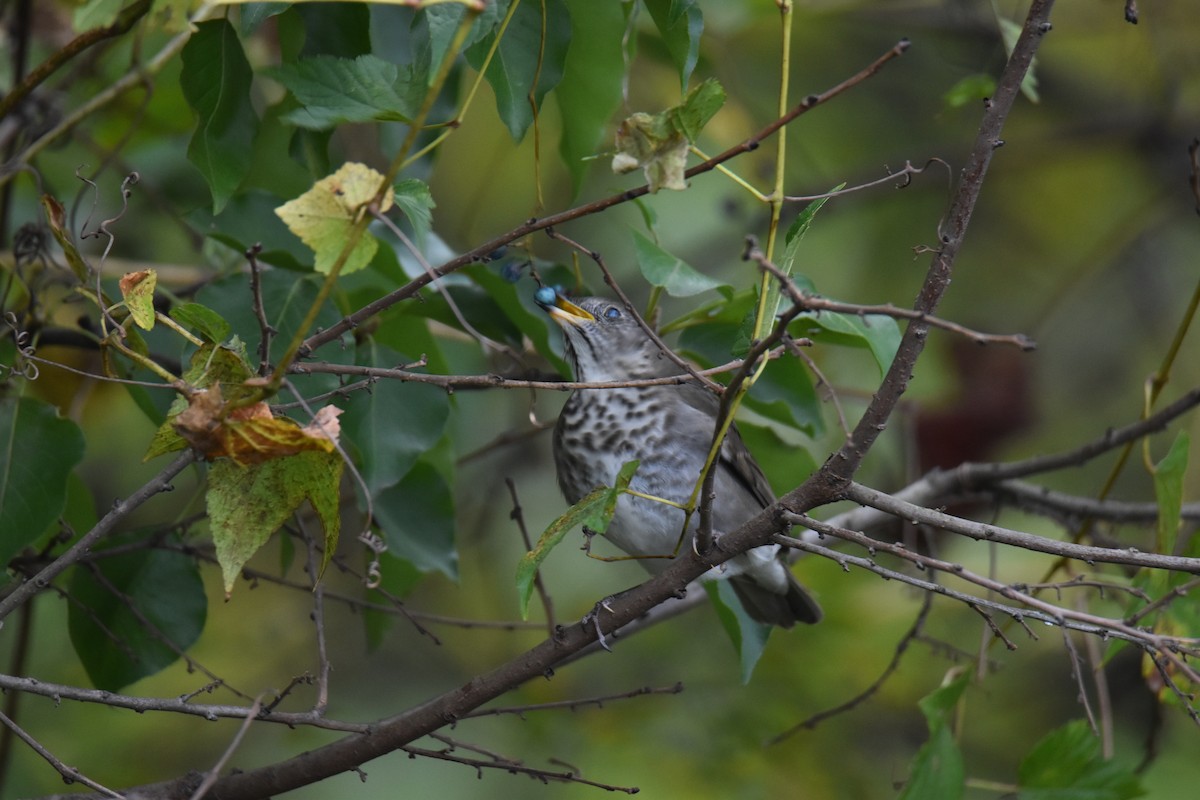 Catharus sp. - ML647428624