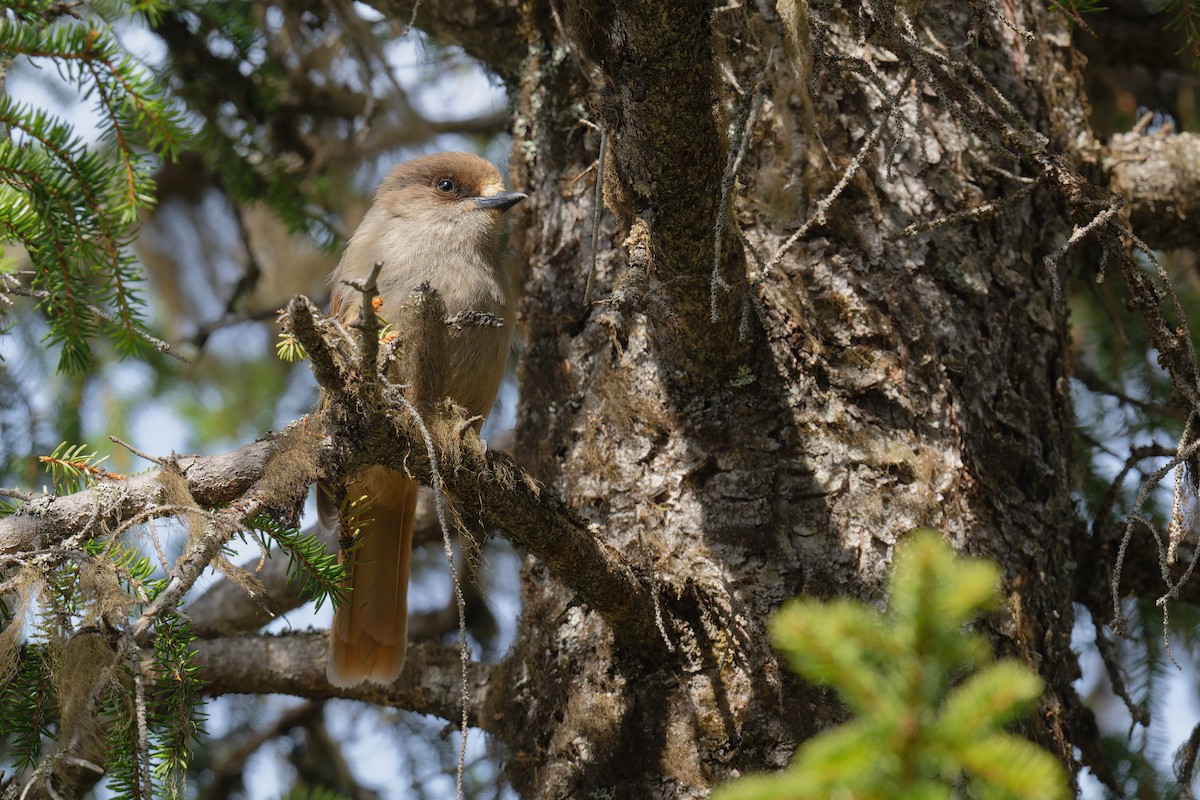 Arrendajo Siberiano - ML647428644