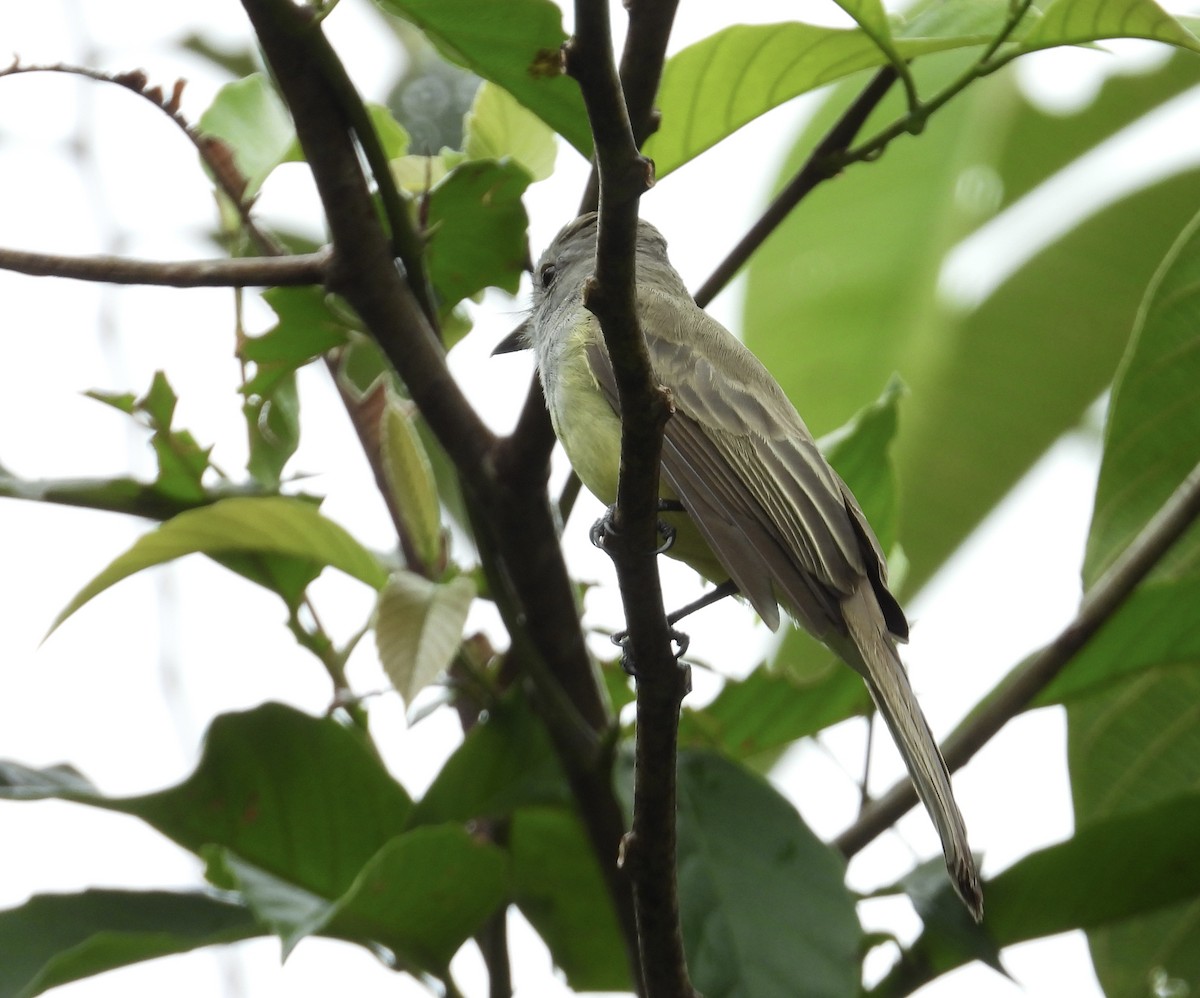Panama Flycatcher - ML647428646