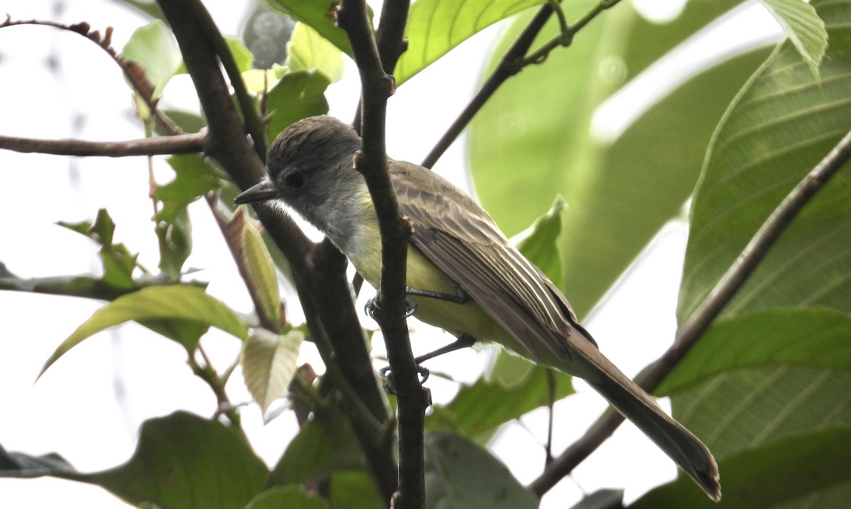 Copetón Panameño - ML647428647