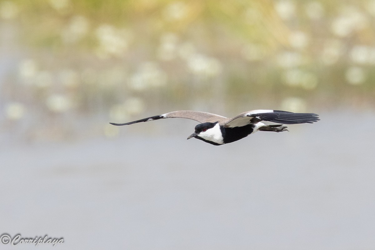 Avefría Espinosa - ML647428648