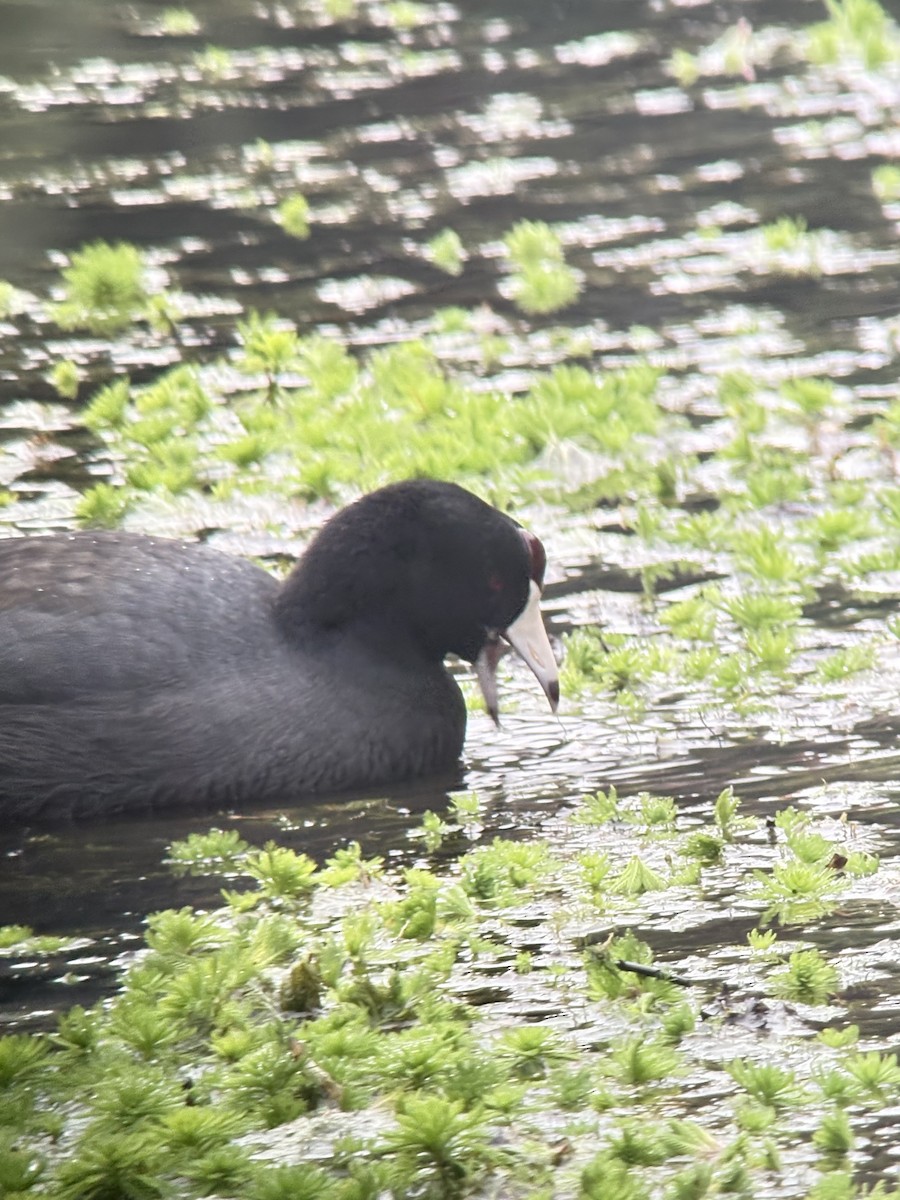 Focha Americana - ML647428649