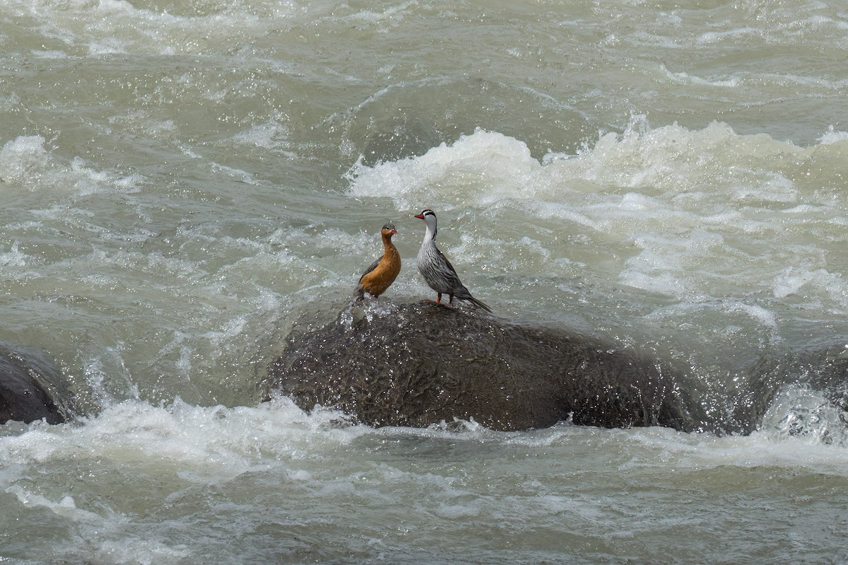 Pato Torrentero - ML647428650