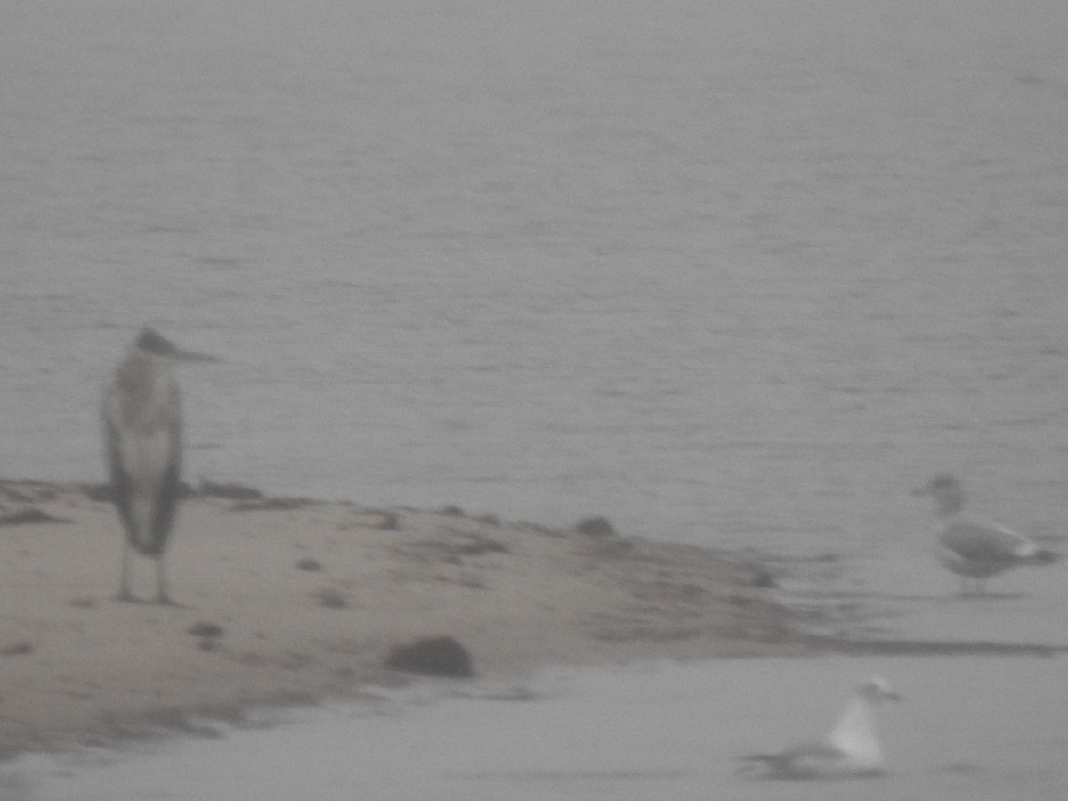 Garza Azulada - ML647428651