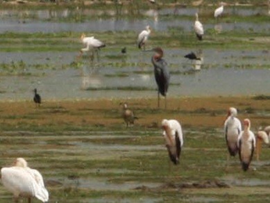 Garza Goliat - ML647428652