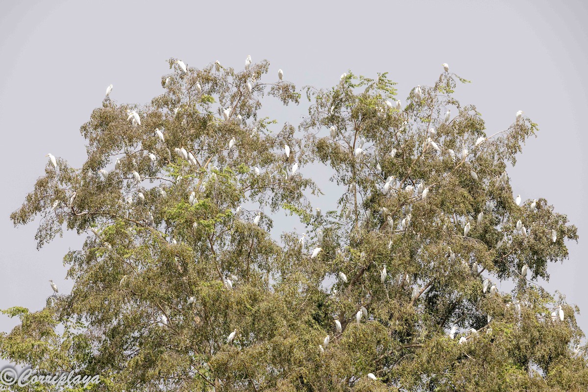 Garcilla Bueyera Occidental - ML647428653