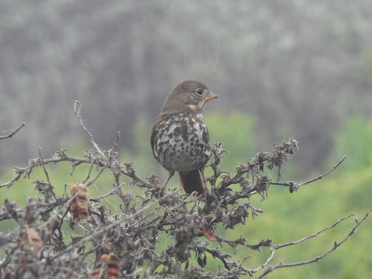 Chingolo Zorruno (grupo unalaschcensis) - ML647428654