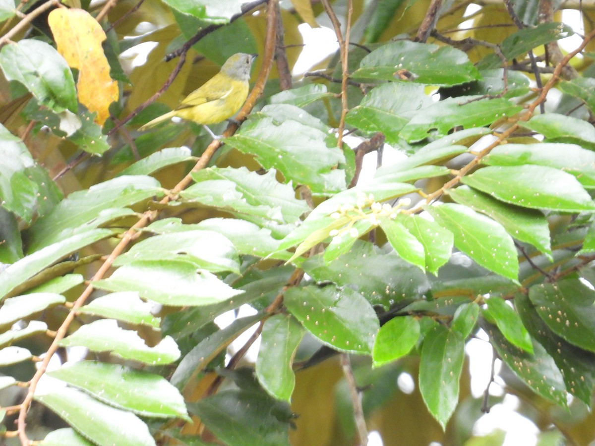 Tangara Luctuosa - ML647428655