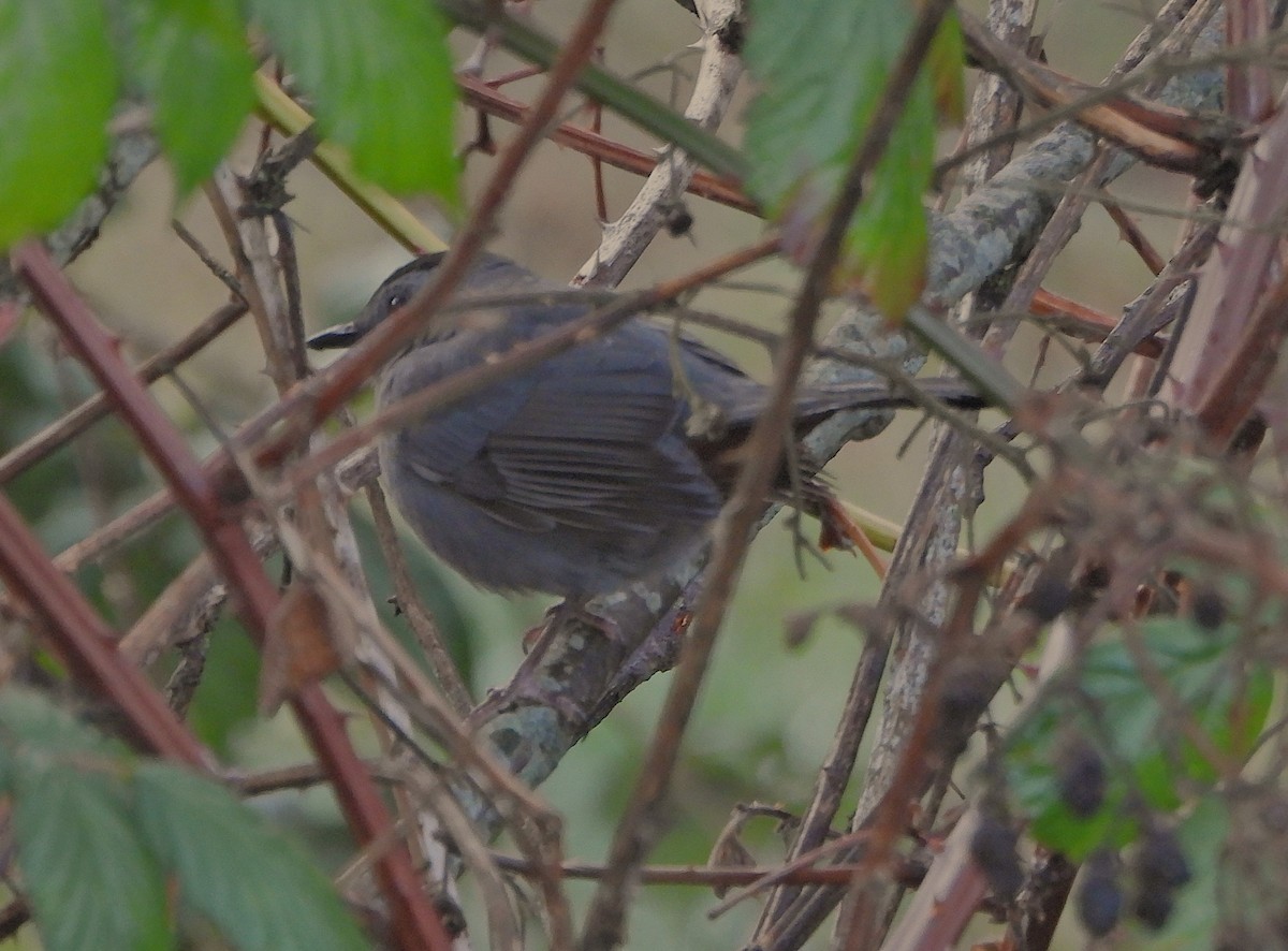 Gray Catbird - ML647428657