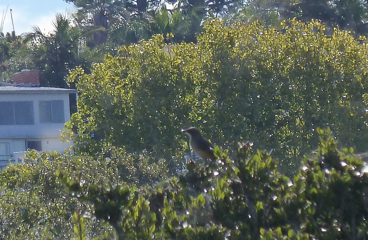 Cuitlacoche Californiano - ML647428658