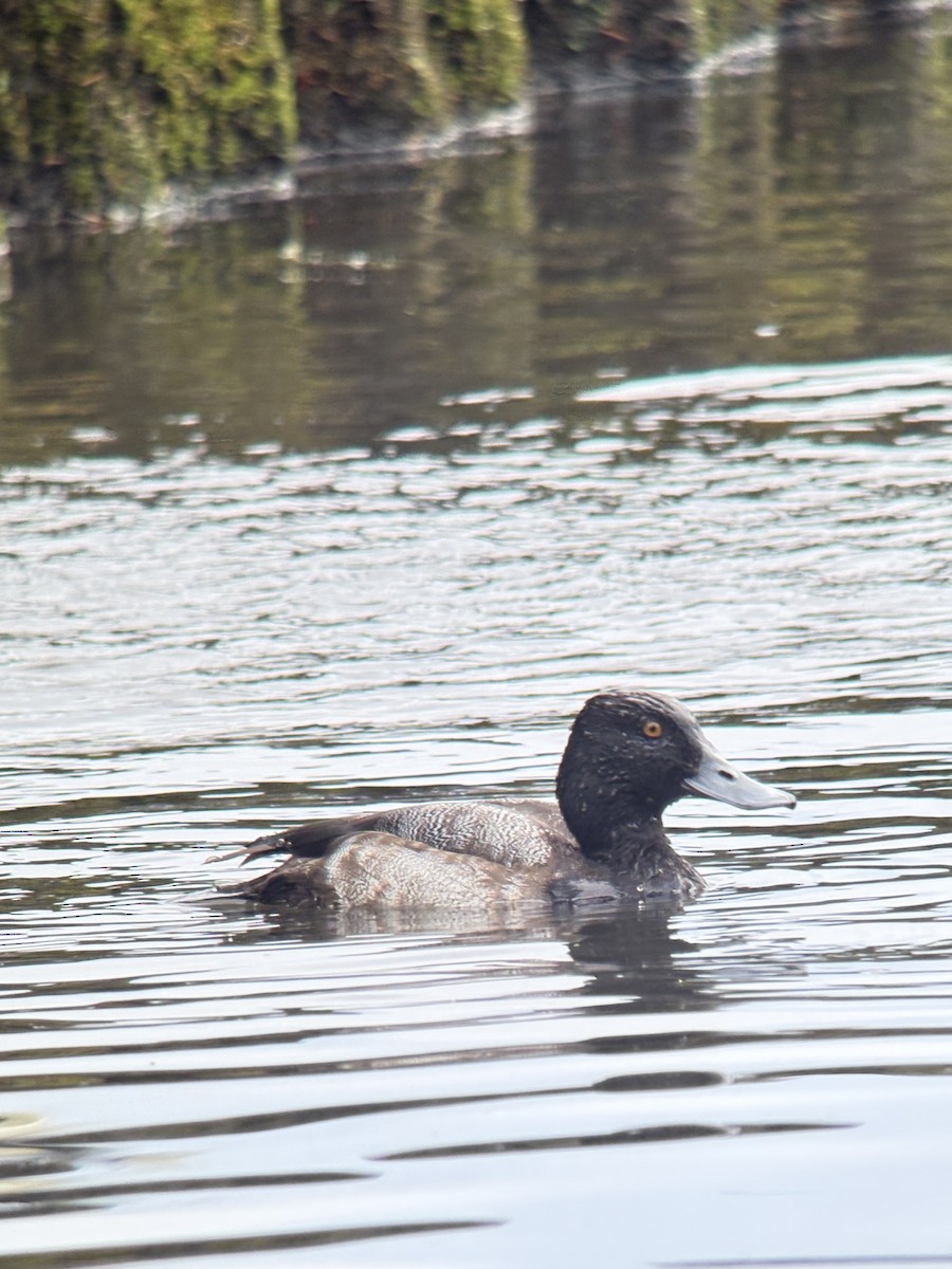 Porrón Bola - ML647428659
