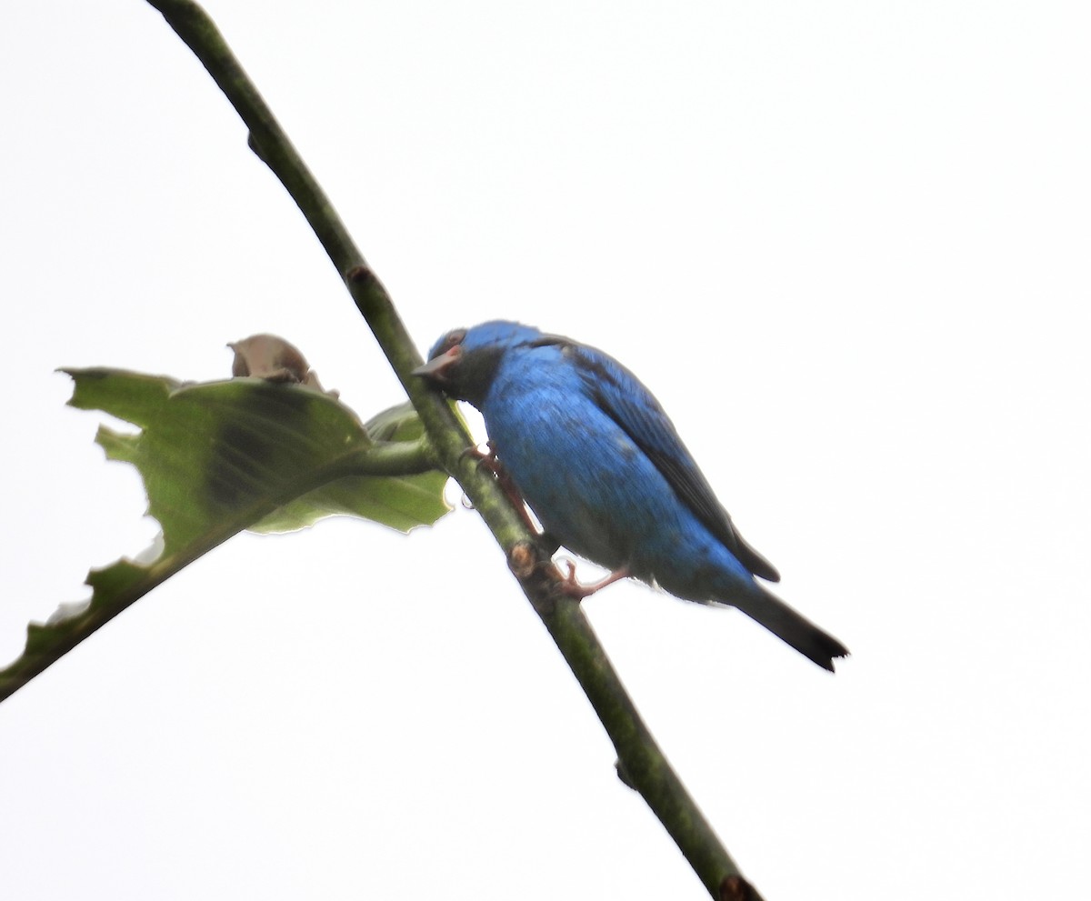 Dacnis Azul - ML647428660