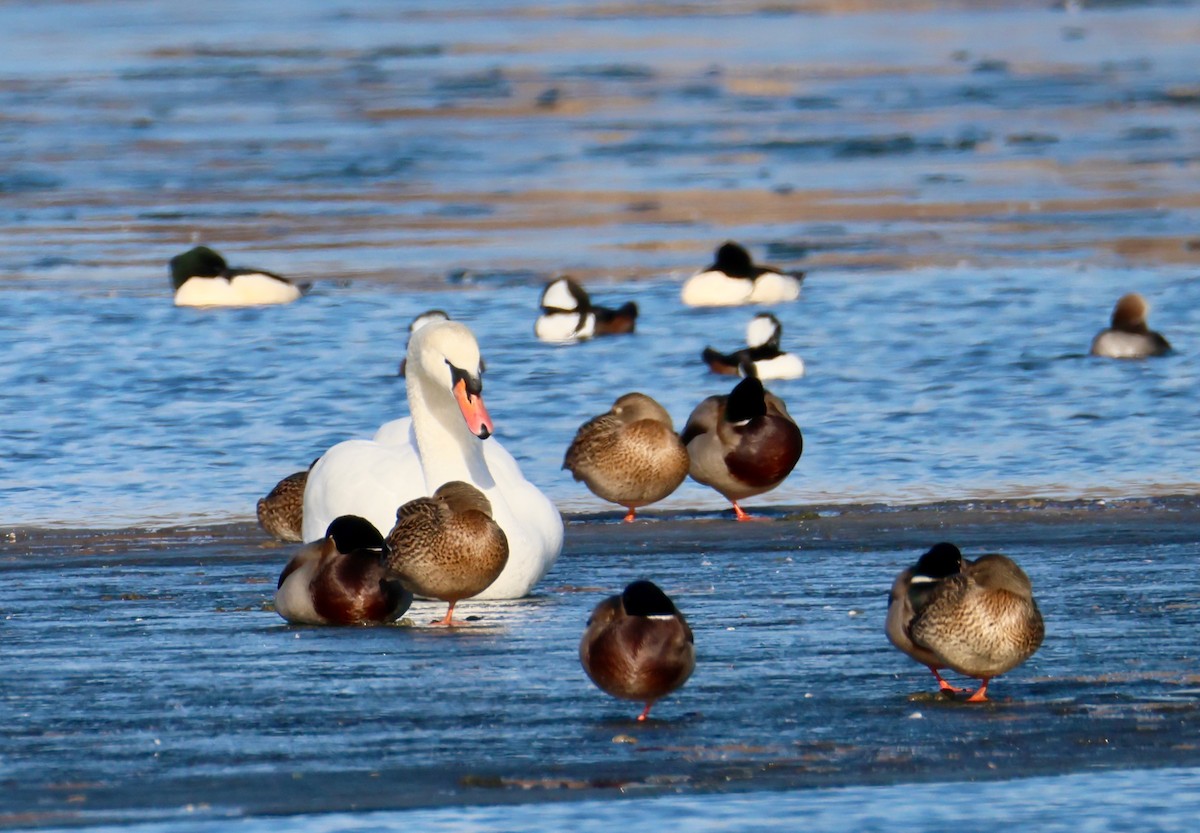 Cisne Vulgar - ML647428661